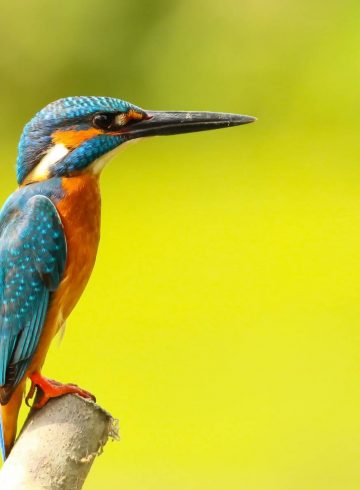 Birding in Barú