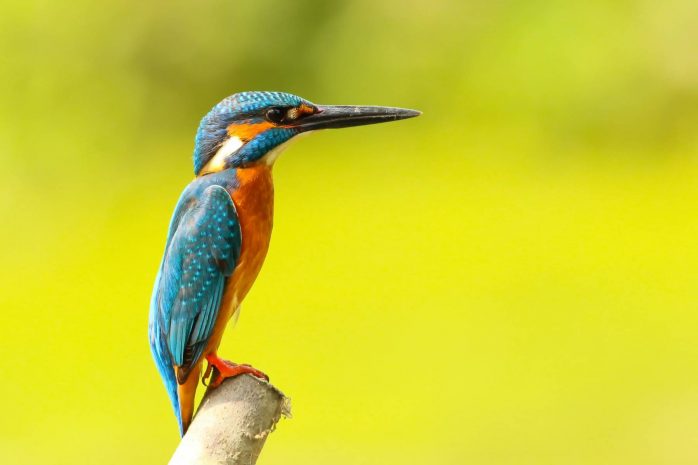 observacion-de-aves-en-baru