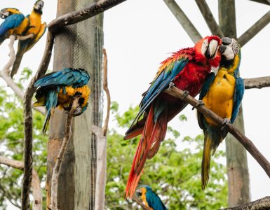 Tour Aviario Nacional