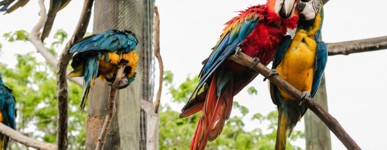national-aviary-tour