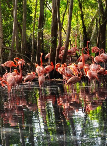 Exclusive Breakfast: The Awakening of the Flamingos