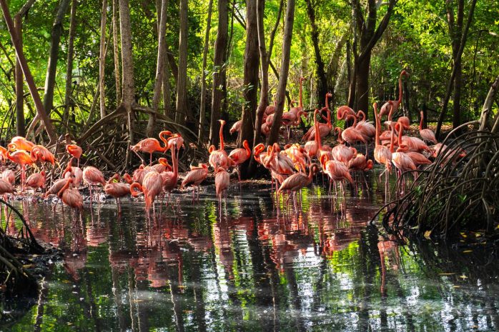 cafe-da-manha-encantado-o-despertar-dos-flamingos